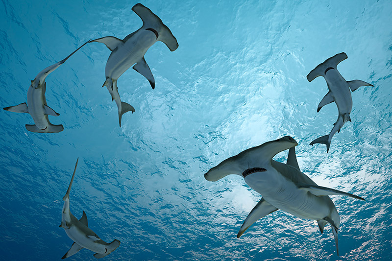Palau Diving: The Ultimate Guide to Underwater Paradise